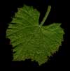 Photo of Concord Grape Leaf