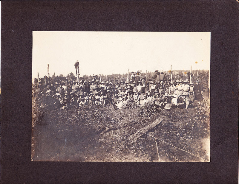 Healdsburg Harvest Photo C.1900