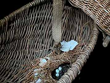 large photo of newborn robin and three eggs about to hatch!
