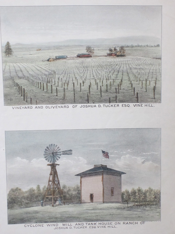 Vine Hill Vineyards - Sebastopol, C.1877